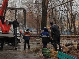 Алексей Сидоров содействовал сносу опасных для жителей деревьев
